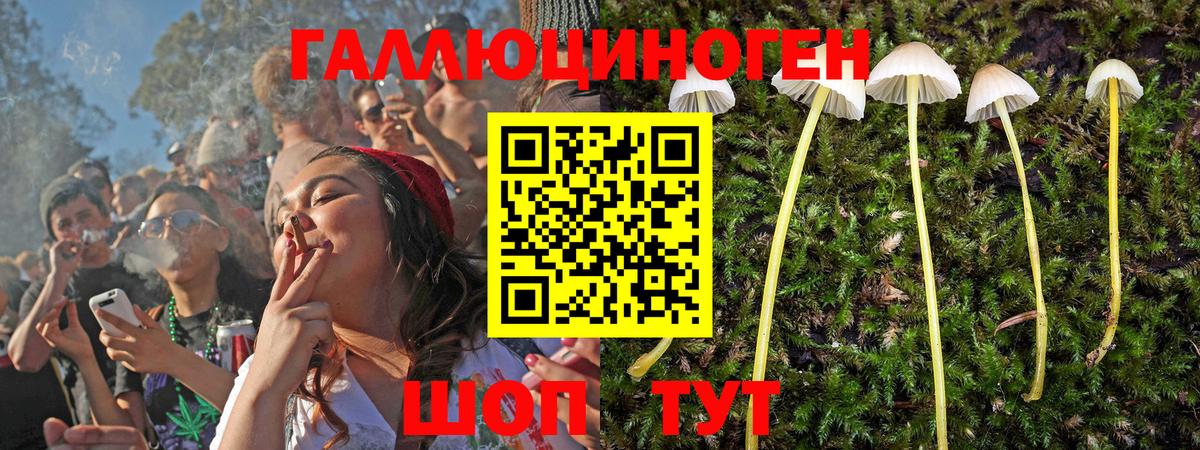 Галлюциногенные грибы Psilocybe Сургут